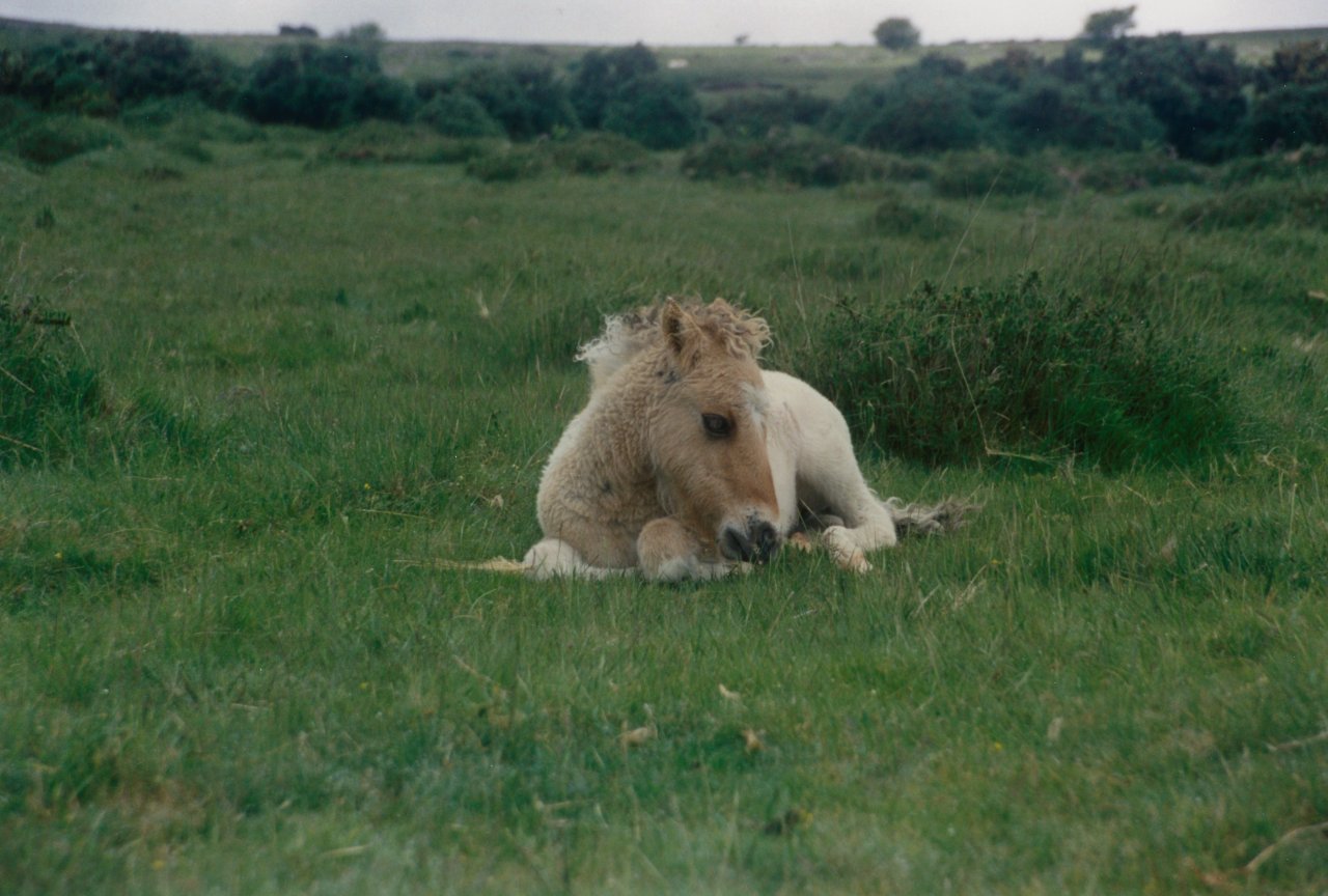 AandM on Dartmoor 6-2000